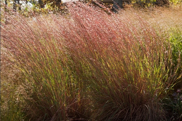 Blue Heaven™ Little Bluestem - Schizachyrium scoparium from R&D Wholesale Nursery