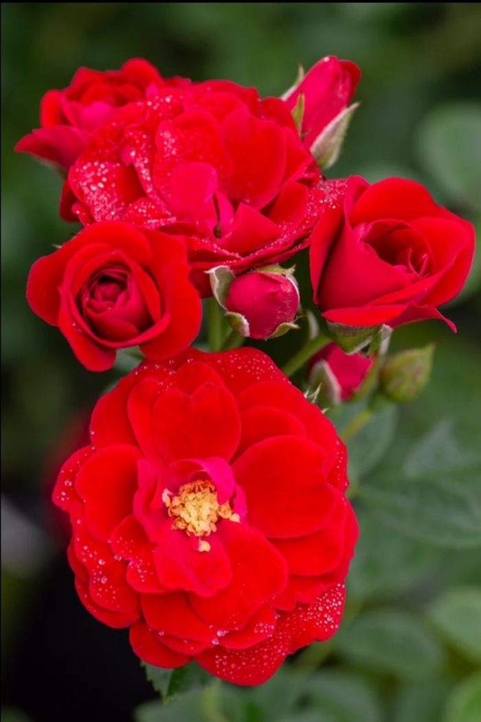 'Cherry Frost™' Climbing Rose - Rosa from R&D Wholesale Nursery
