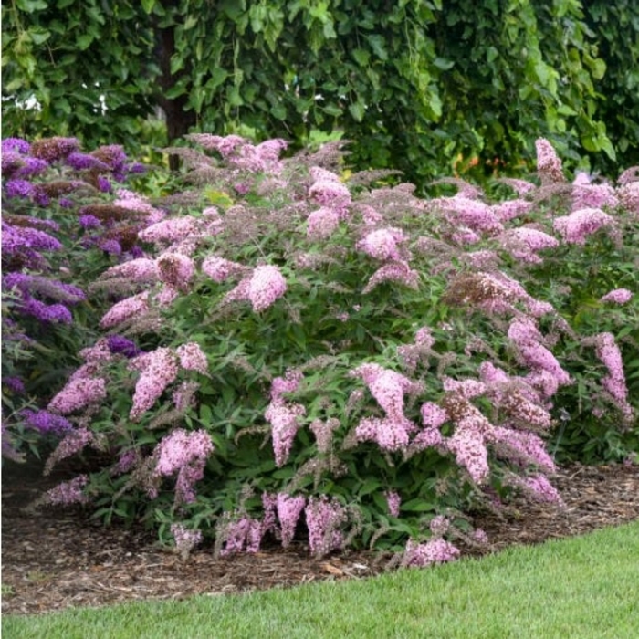 Pink Cascade Butterfly Bush - Buddleia from R&D Wholesale Nursery