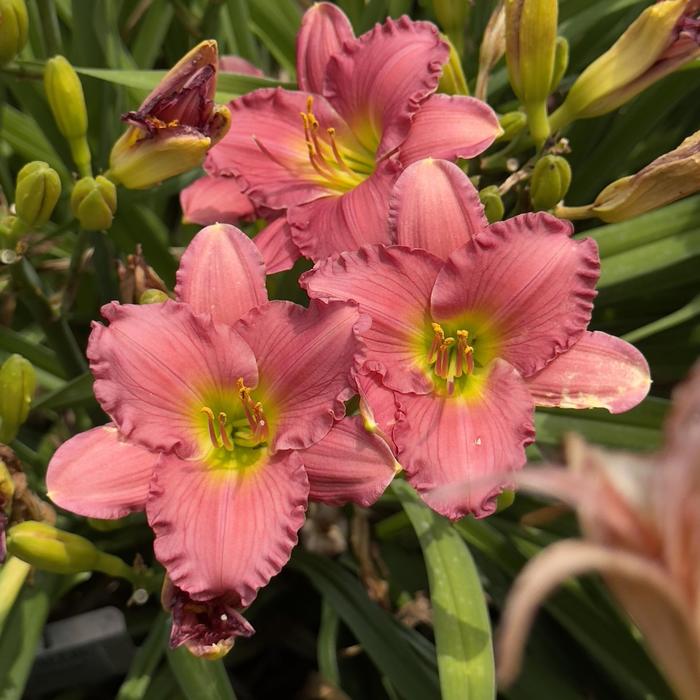 Passionate Returns Daylily - Hemerocallis from R&D Wholesale Nursery