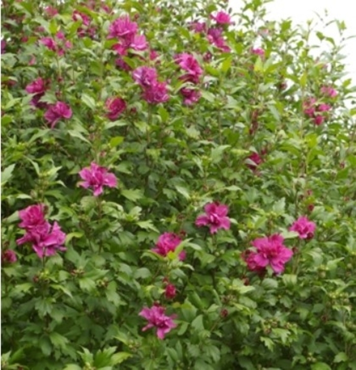 Collie Mullens Hibiscus - Hibiscus syriacus 'Collie Mullens' from R&D Wholesale Nursery