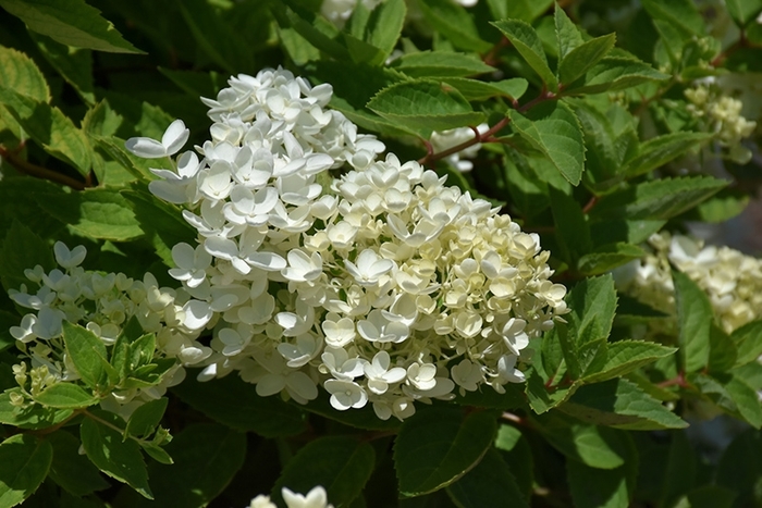 Bombshell Hydrangea - Hydrangea paniculata 'Bombshell' from R&D Wholesale Nursery