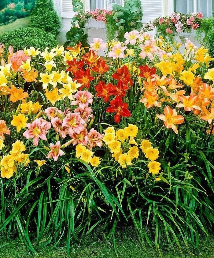 Assorted Daylilly - Hemerocallis from R&D Wholesale Nursery