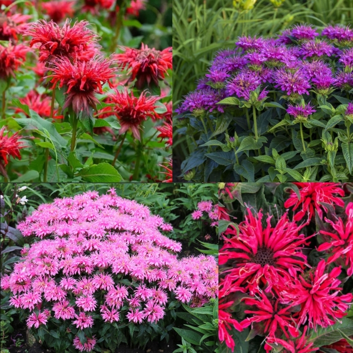Assorted Bee Balm - Monarda didyma from R&D Wholesale Nursery