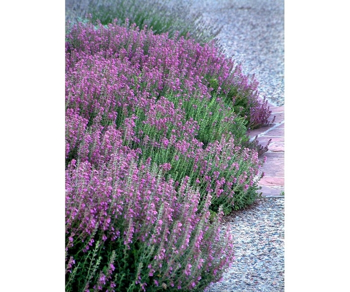 Germander - Teucrium chamaedrys from R&D Wholesale Nursery