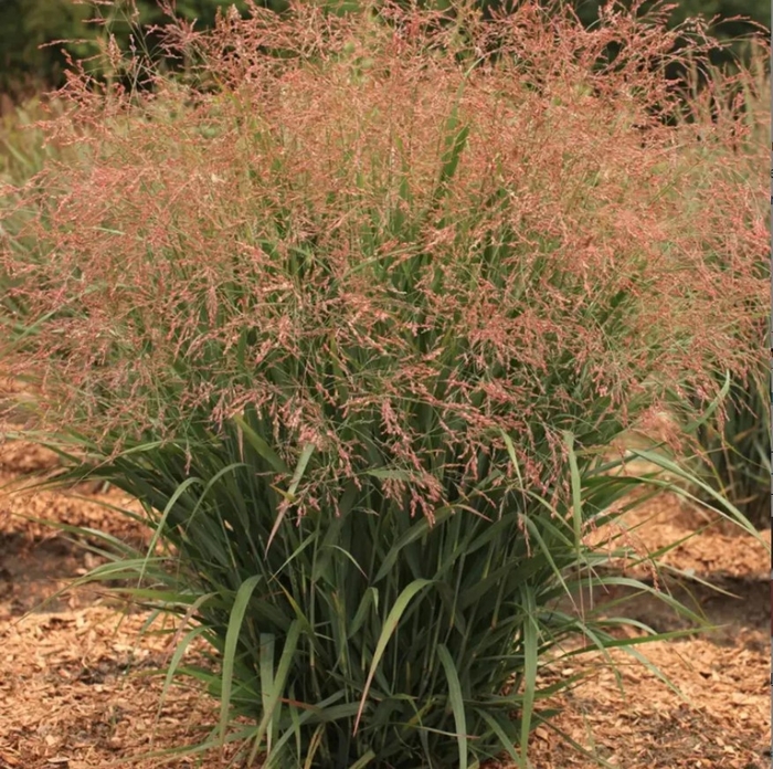 Dream Catcher Smoky Rose - Panicum virgatum (Switch Grass) from R&D Wholesale Nursery