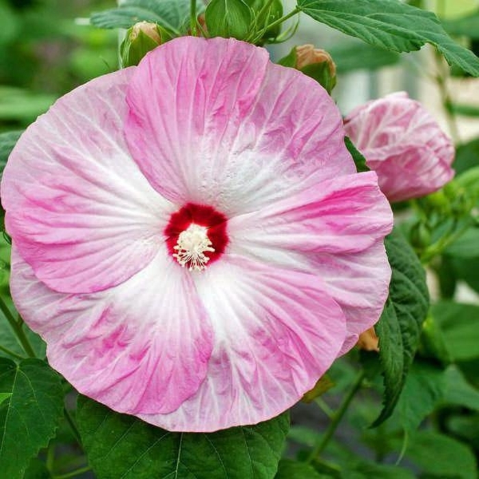 Honeymoon™ 'Light Rose' - Hibiscus moscheutos (Rose Mallow) from R&D Wholesale Nursery