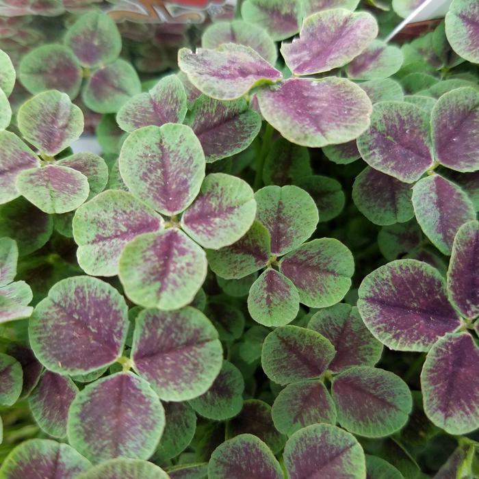 'Atropurpureum' Black-Leaved Clover - Trifolium repens from R&D Wholesale Nursery