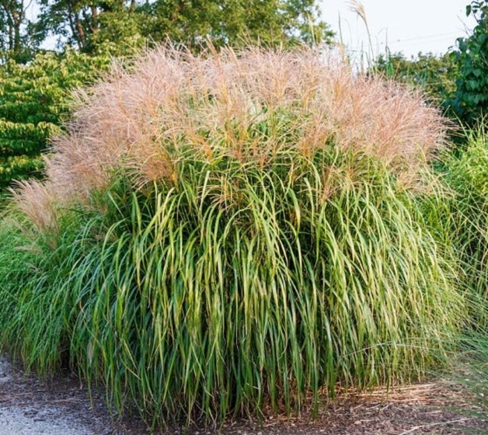 Gracillimus Maiden Grass - Miscanthus sinensis ‘Gracillimus’ from R&D Wholesale Nursery