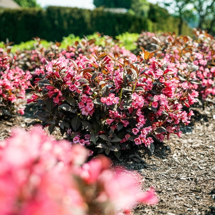 Stunner Weigela - Weigela x 'Spring 2' from R&D Wholesale Nursery
