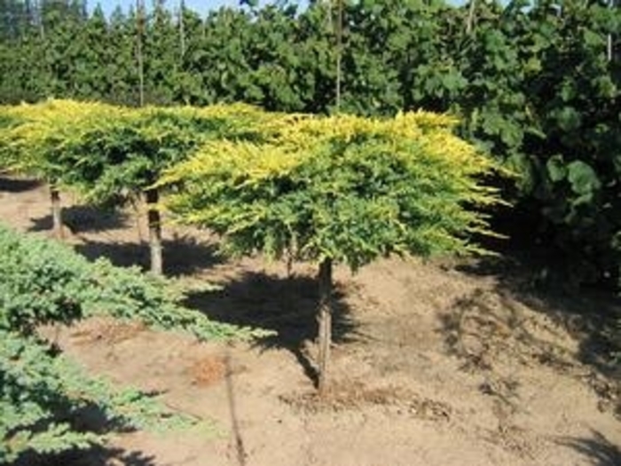 Daubs Frosted Juniper Tree Form - Juniperus x media 'Daub's Frosted (tree form)' from R&D Wholesale Nursery