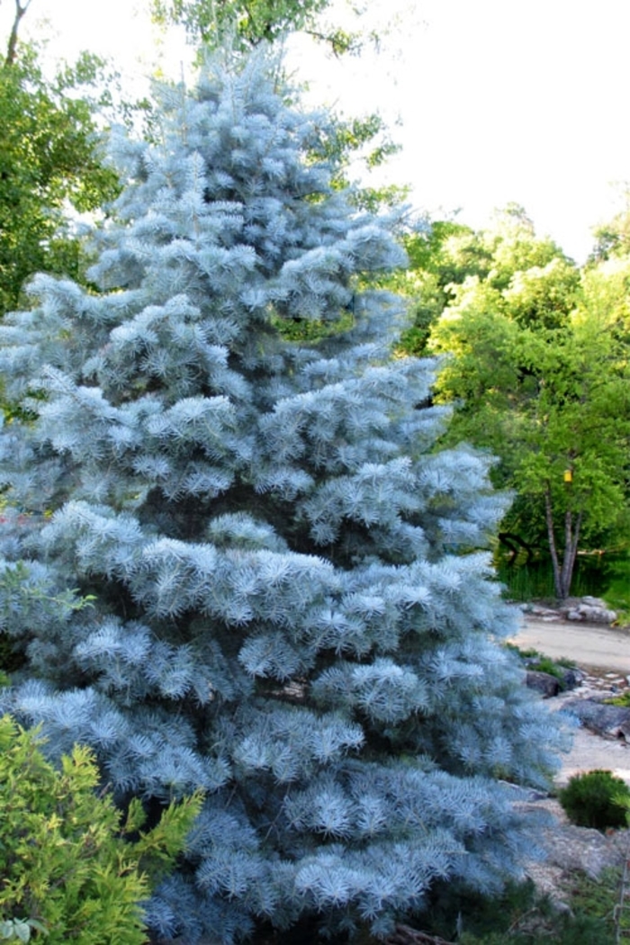 Blue Cloak White Fir - Abies concolor 'Blue Cloak' White Fir from R&D Wholesale Nursery