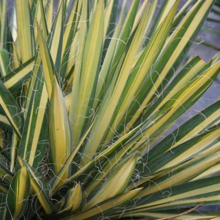 Yucca - Yucca filamentosa from R&D Wholesale Nursery