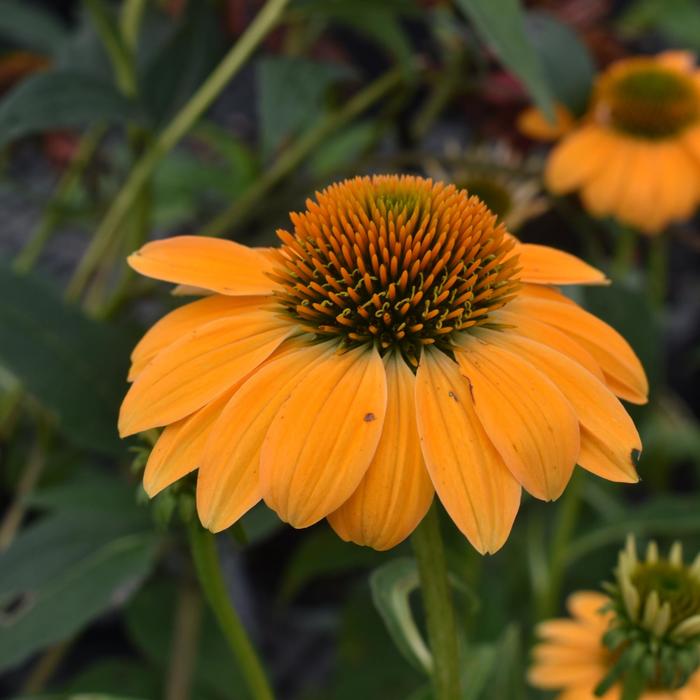 Sombrero&reg; 'Granada Gold' - Echinacea (Coneflower) from R&D Wholesale Nursery