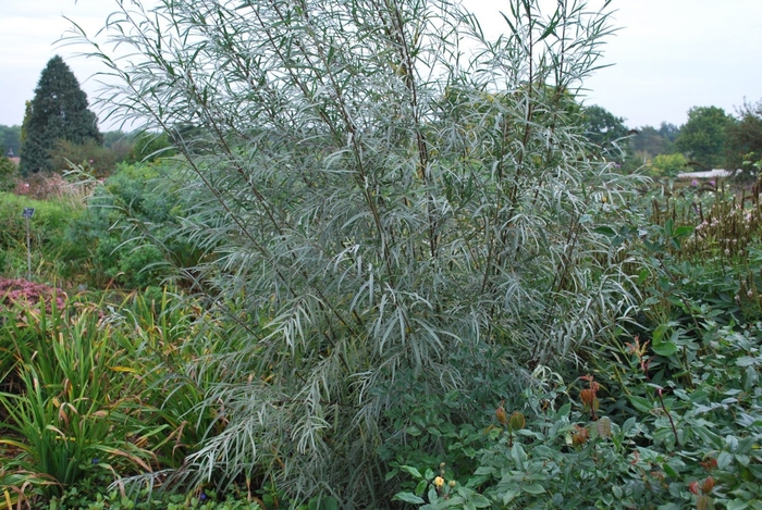 Narrowleaf Willow (Coyote Willow) - Salix exigua from R&D Wholesale Nursery