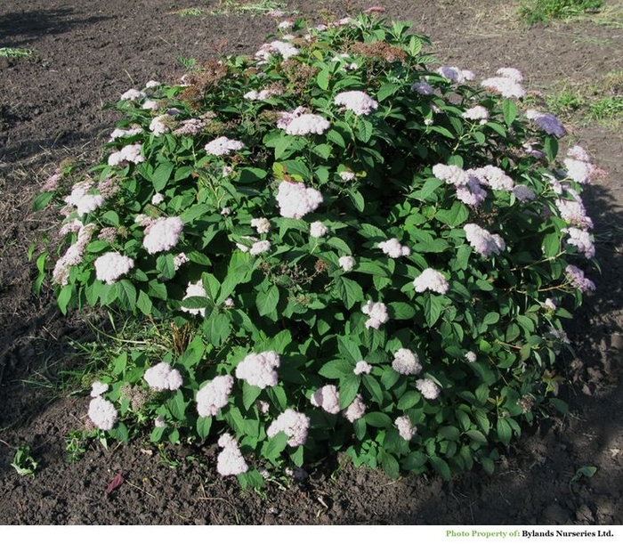 Tor Spirea - Spiraea betulifolia Tor from R&D Wholesale Nursery