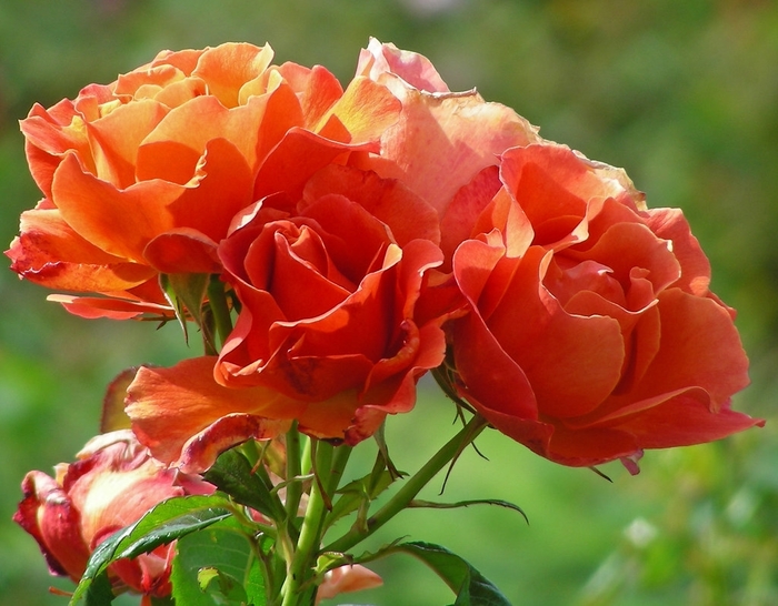 Living Easy Hardy Shrub Rose - Rosa floribunda 'Living Easy' from R&D Wholesale Nursery