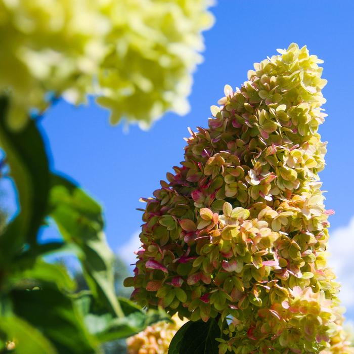 Dragon Baby Hydrangea - Hydrangea paniculata ‘HYLV17522‘ from R&D Wholesale Nursery