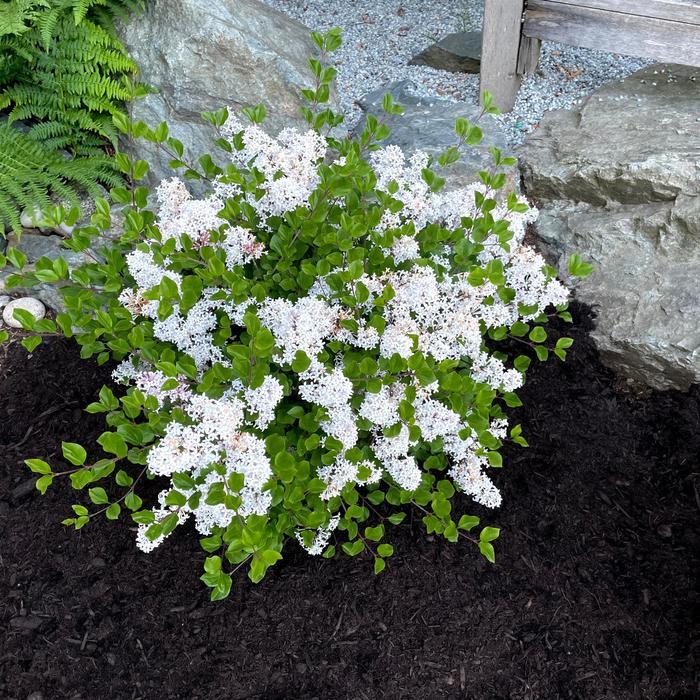 Pearl Potion&trade; Lilac - Syringa from R&D Wholesale Nursery