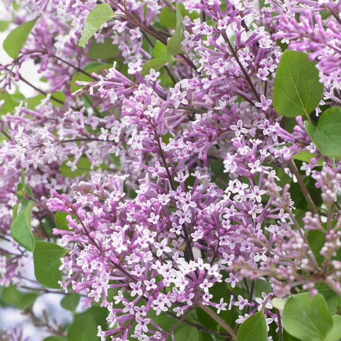 Flowerfesta&reg; Purple - Syringa meyeri (Dwarf Lilac) from R&D Wholesale Nursery