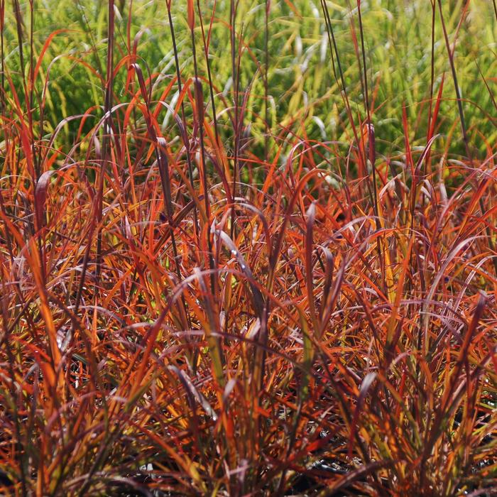 'Red October' Big Bluestem - Andropogon gerardii from R&D Wholesale Nursery