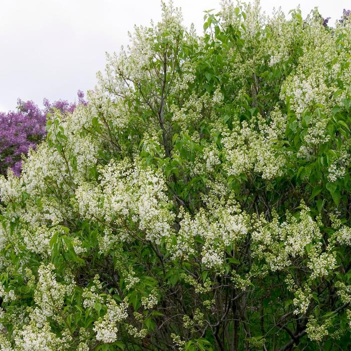 'Primrose' Lilac - Syringa vulgaris from R&D Wholesale Nursery