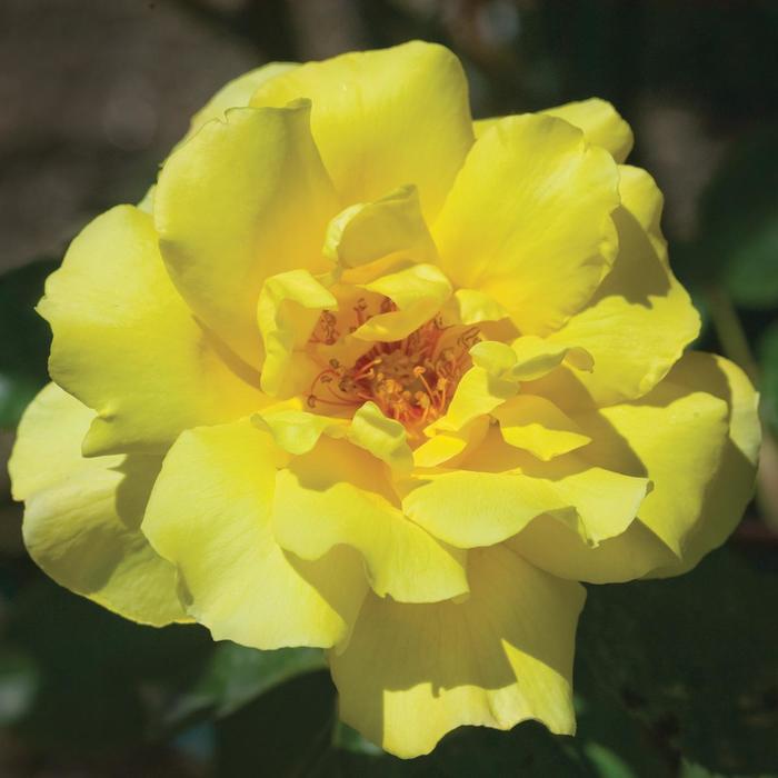 'Golden Showers' Climbing Rose - Rosa from R&D Wholesale Nursery