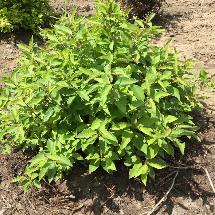 'Little Rebel&reg;' Dogwood - Cornus alba from R&D Wholesale Nursery