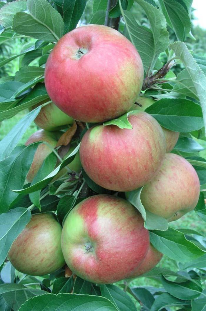 Fruit Snacks&reg; Sweet Treat&trade; - Malus (Apple) from R&D Wholesale Nursery