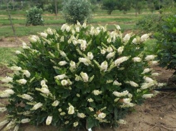 ''Vanilla Spice&reg;'' Summersweet - Clethra alnifolia from R&D Wholesale Nursery