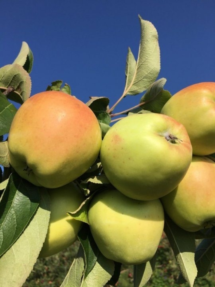 Candy Crisp Apple - Malus domestica from R&D Wholesale Nursery