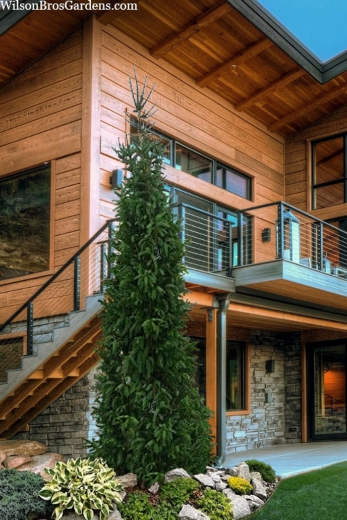 Columnar Black Spruce - Picea mariana from R&D Wholesale Nursery