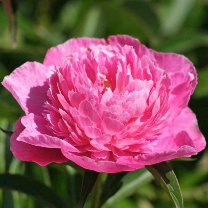 'Bouquet Perfect' Peony - Paeonia lactiflora from R&D Wholesale Nursery