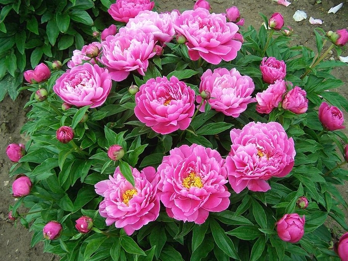 Nice Gal Peony - Paeonia lactiflora Nice Gal from R&D Wholesale Nursery