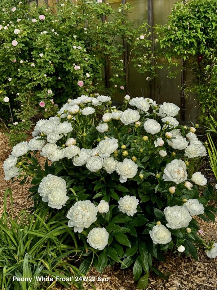 White Frost Peony - Paeonia lactiflora White Frost from R&D Wholesale Nursery