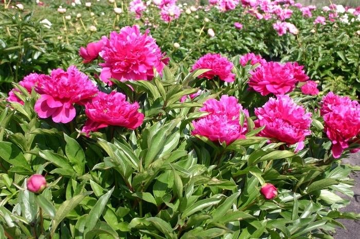 Shawnee Chief Peony - Paeonia lactiflora 'Shawnee Chief' from R&D Wholesale Nursery