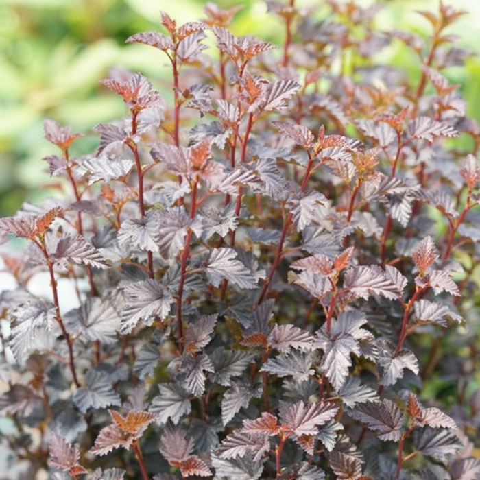 Summerwine Black Ninebark - Black Physocarpus opulifolius from R&D Wholesale Nursery