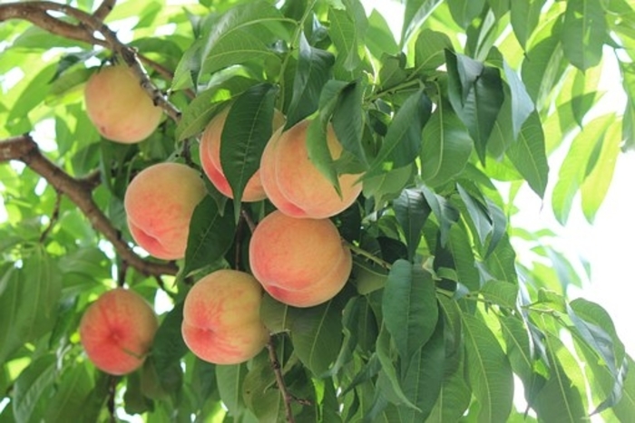 'Hale Haven' Dwarf Peach Tree - Prunus persica from R&D Wholesale Nursery