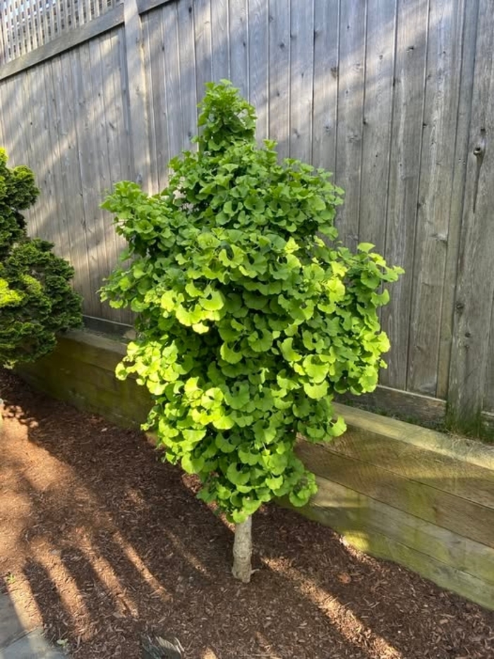 Spring Grove Dwarf Gingko - Gingko biloba 'Spring Grove' from R&D Wholesale Nursery