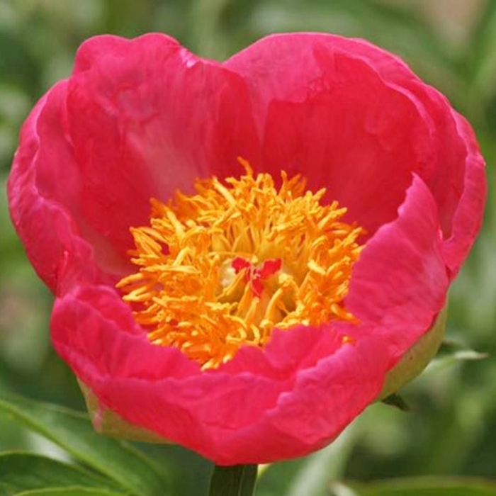 'Skylark' Peony - Paeonia from R&D Wholesale Nursery