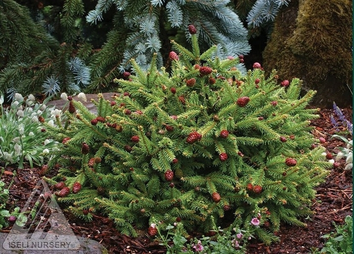 'Pusch' Dwarf Norway Spruce - Picea abies from R&D Wholesale Nursery