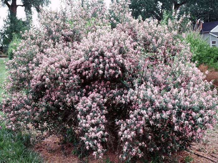 Cheyenne Pink Velvet Honeysuckle - Lonicera korolkowii 'Cheyenne Pink Velvet' from R&D Wholesale Nursery