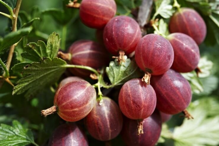 Jahn's Prairie Gooseberry - Ribes oxyacanthoides 'Jahn's Prairie' from R&D Wholesale Nursery