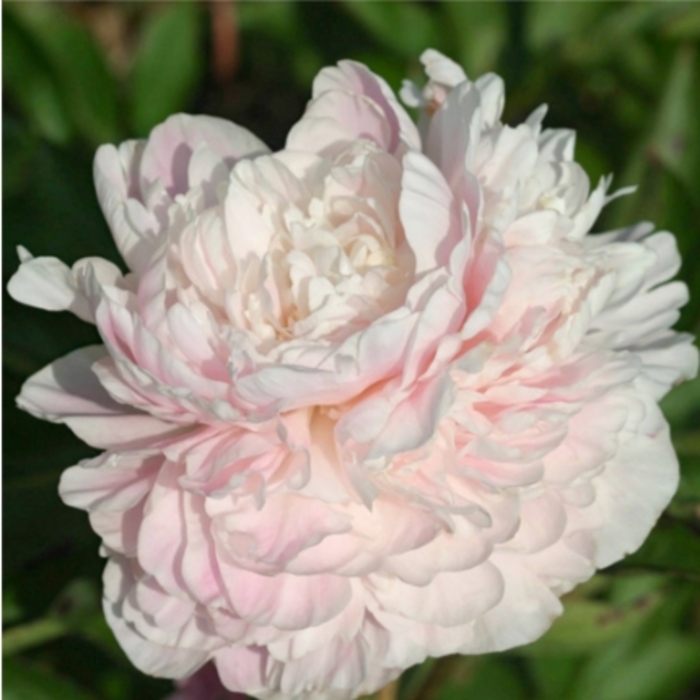 Pink Cameo Peony - Paeonia lactiflora 'Pink Cameo' from R&D Wholesale Nursery