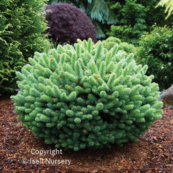 Iseli Roundabout Spruce - Picea Pungens Iseli Roundabout from R&D Wholesale Nursery