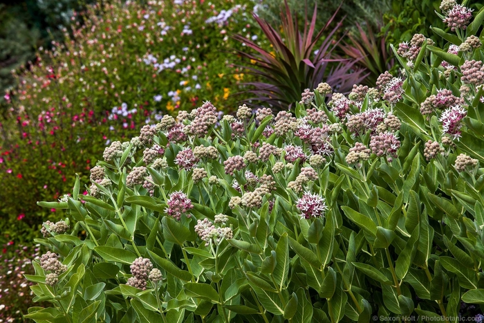 Showy Milkweed - Asclepias speciosa from R&D Wholesale Nursery