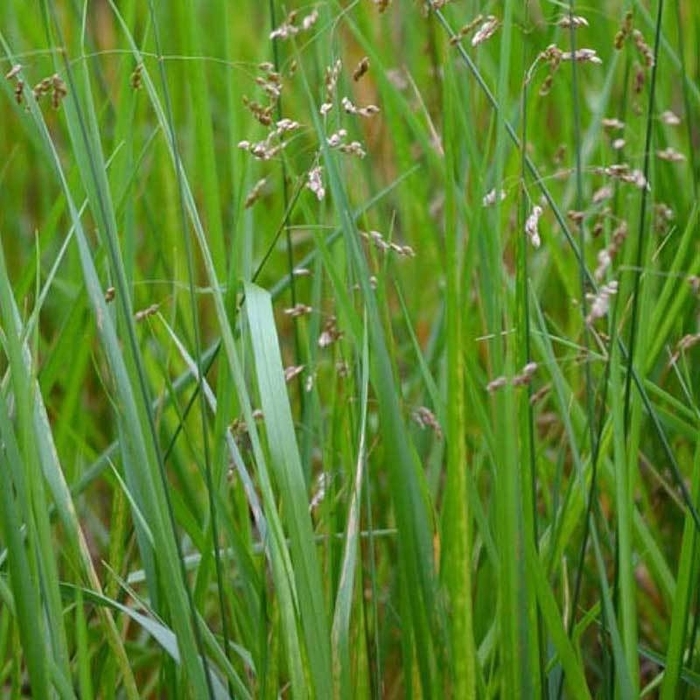 Sweet Grass - Hierochloe odorata from R&D Wholesale Nursery