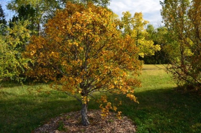 Cinnamon Curls&reg; Dwf. Korean Birch - Betula costata from R&D Wholesale Nursery