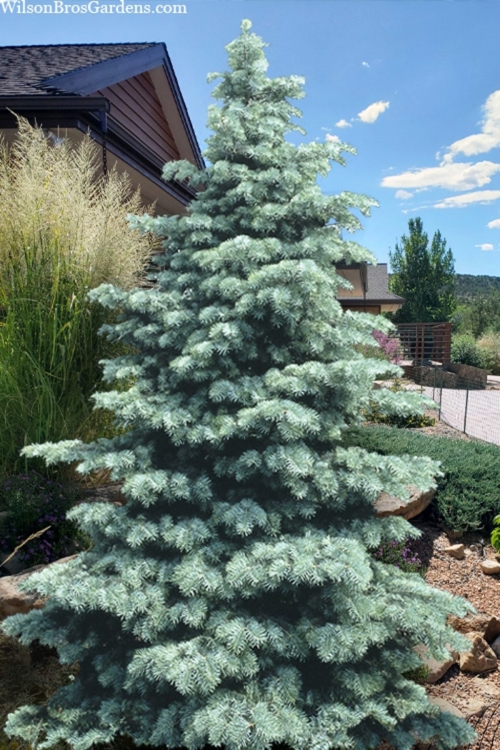 'Swift's Silver' - Abies concolor (White Fir) from R&D Wholesale Nursery