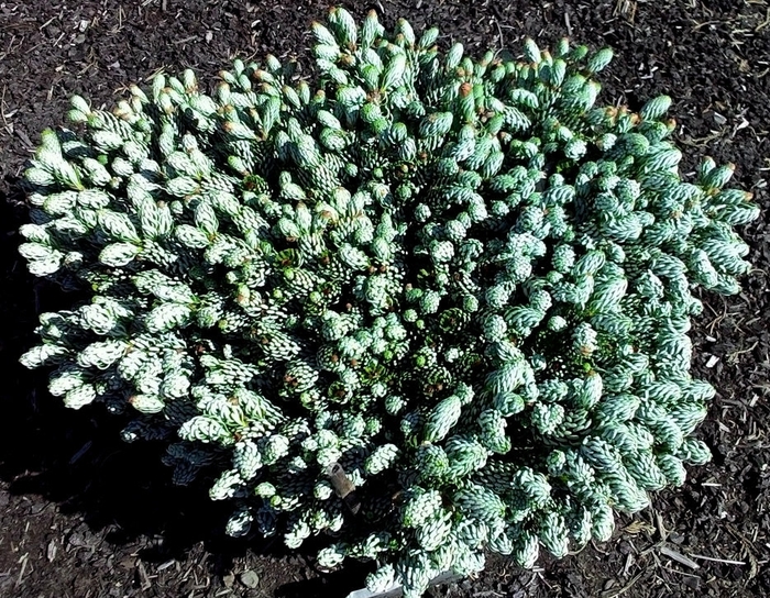 'Kahout's Icebreaker' Korean Fir - Abies koreana from R&D Wholesale Nursery